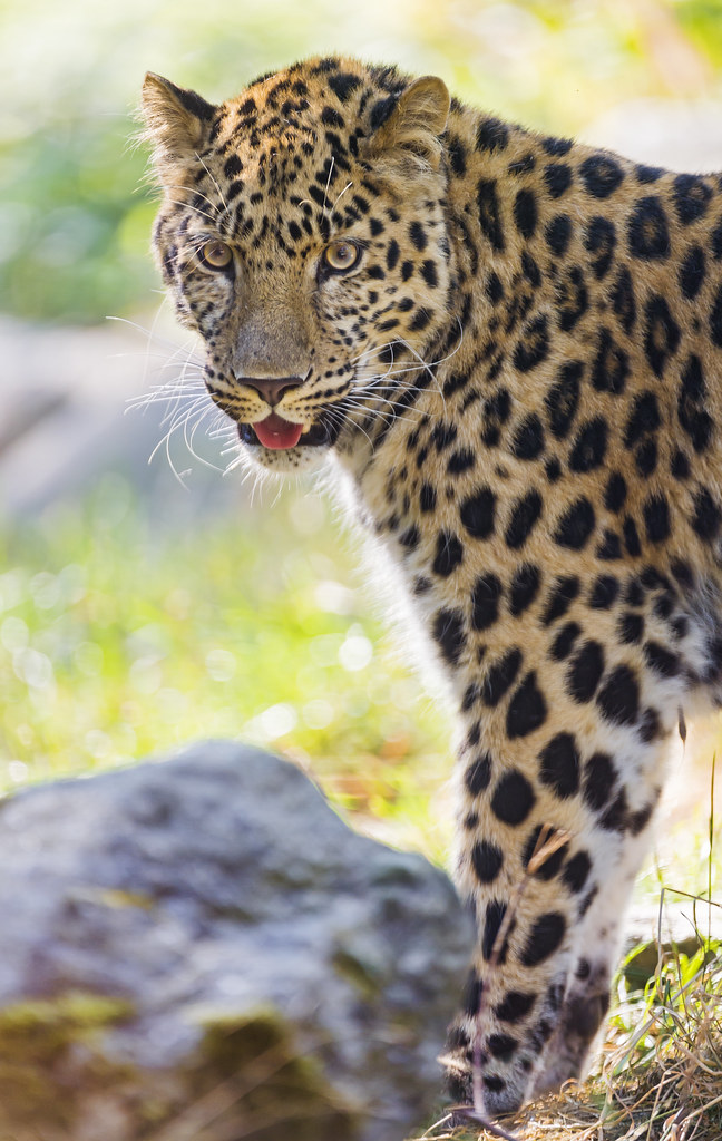 Attentive leopard