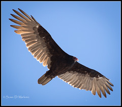 New World Vulture