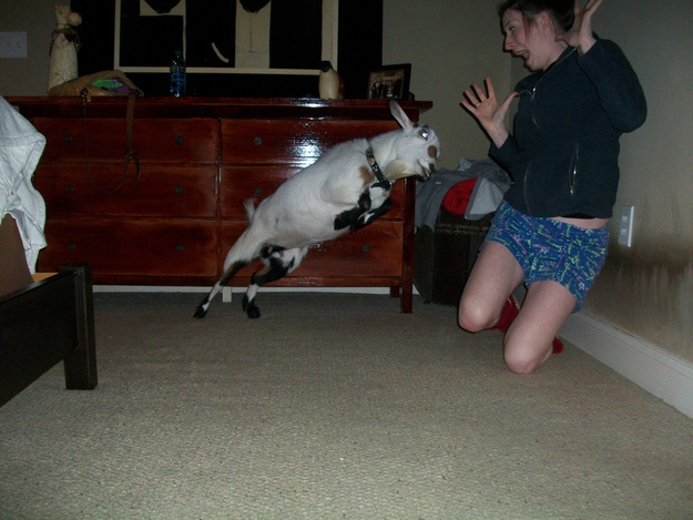 The perfectly timed terrifying goat picture: