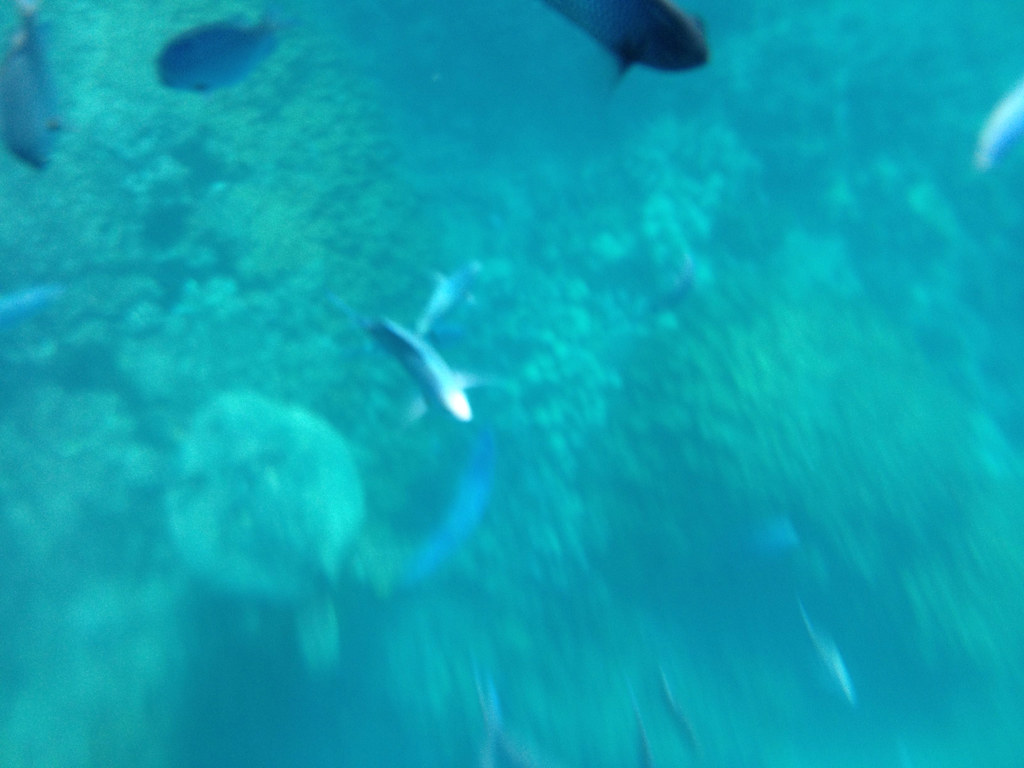 dolphin watching in hawaii