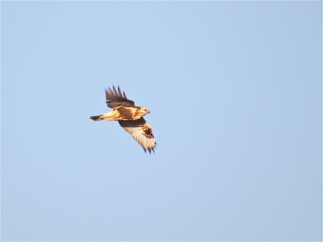 Rough-legged Hawk at Moraine View State Park in McLean County, IL 06