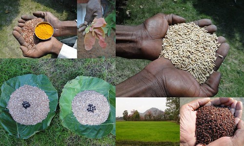 Validated and Potential Medicinal Rice Formulations for Hypertension (उच्च रक्तचाप) with Diabetes mellitus Type 2 (डायबीटीज) Complications (TH Group-326 special) from Pankaj Oudhia’s Medicinal Plant Database by Pankaj Oudhia