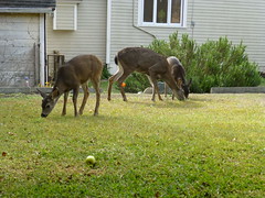 The Deer in my yard and all Doceys kids