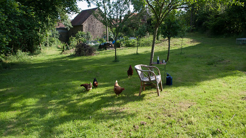 Happy hour with the chickens