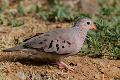 Doves-Pigeons