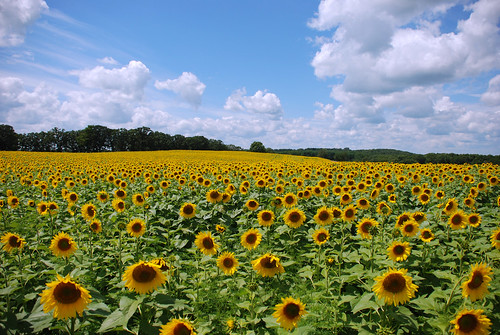 Sunflowers at Pope Farm Conservancy