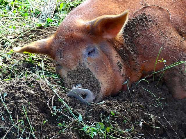 napping pig
