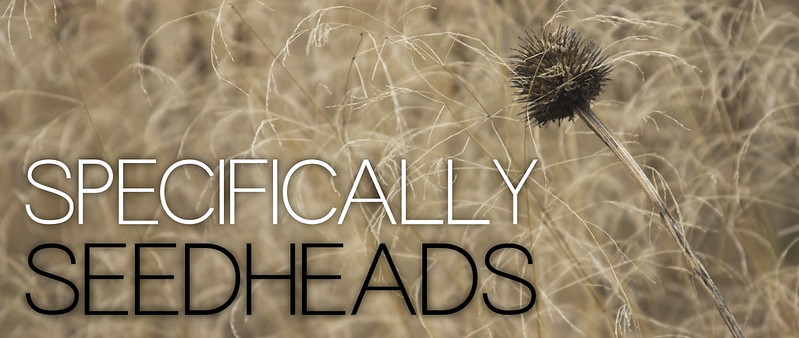 Seedhead Header