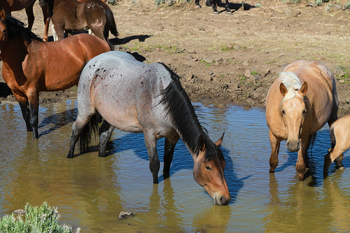 Wild horses at water