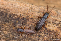 Coleoptera: Silvanidae of Finland