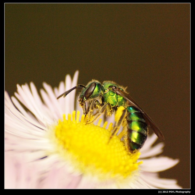 Metallic Green Bee (Genus Agapostemon)