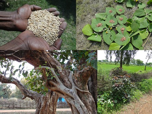 Medicinal Rice Formulations for Diabetes Complications and Heart Diseases (TH Group-53) from Pankaj Oudhia’s Medicinal Plant Database by Pankaj Oudhia