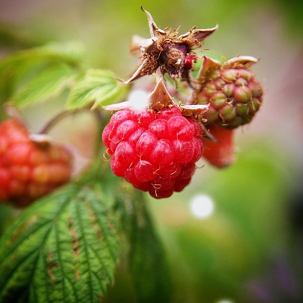 Summer days and fresh raspberries (taken with the big Canon) #raspberries #summer #berries #red #edmonton #canada #hazelnutsonholiday