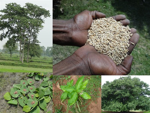 Medicinal Rice Formulations for Diabetes Complications, Heart and Liver Diseases (TH Group-64) from Pankaj Oudhia’s Medicinal Plant Database by Pankaj Oudhia