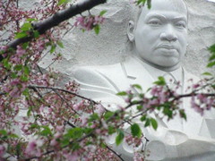 Washington, D.C. (Cherry Blossoms) - March 24, 2012