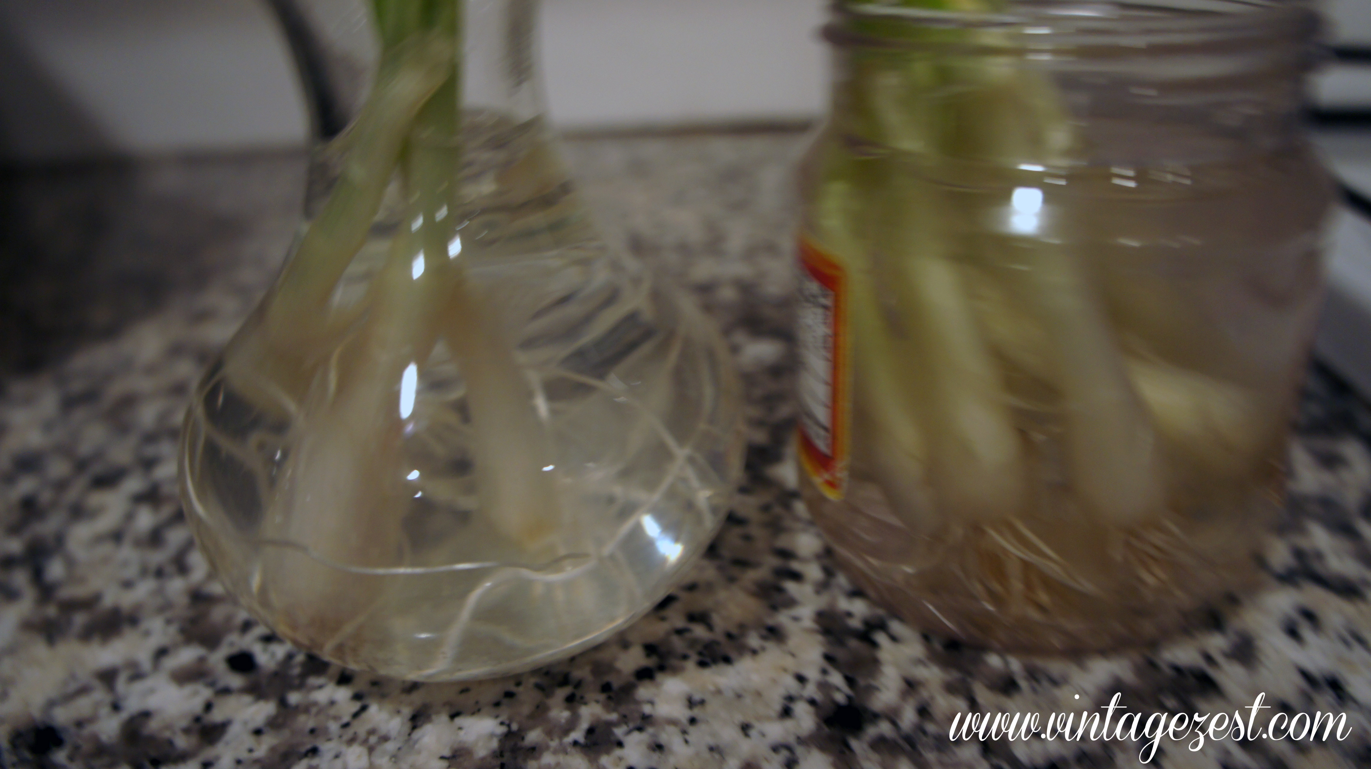 How to Regrow Green Onions 3