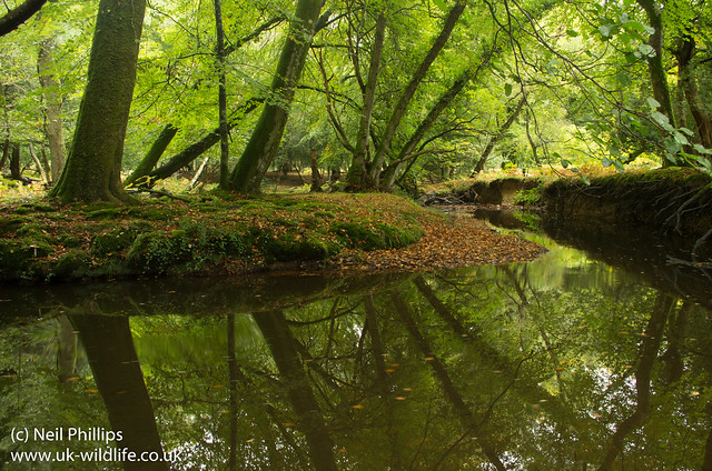 New forest river reflection-11