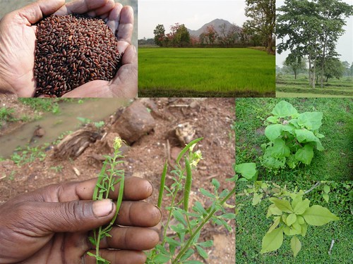 Validated and Potential Medicinal Rice Formulations for Diabetes (Madhumeh) and Cancer Complications and Revitalization of Kidney (TH Group-168) from Pankaj Oudhia’s Medicinal Plant Database by Pankaj Oudhia