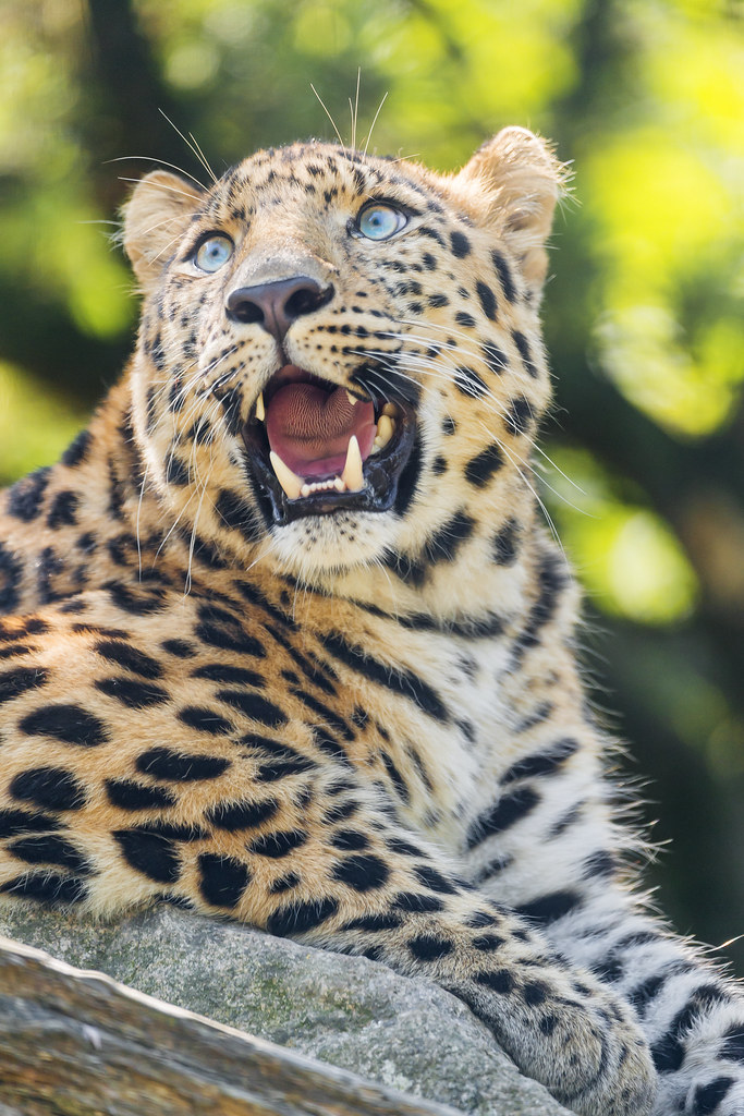 Leopard with open mouth, looking up