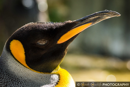 King Penguin 2, Birdland by Gaz - (Gareth Hinchliffe Photography)