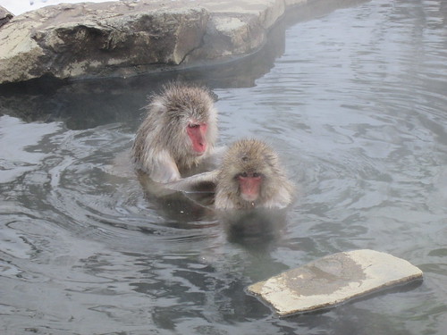 Monkeys bathing