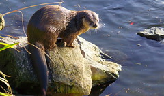 American River Otter