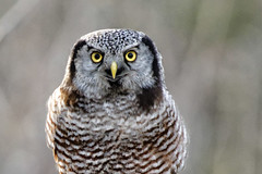 2014 VT owl