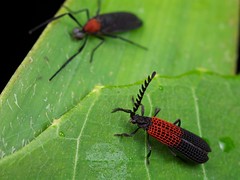 Diptera (Borneo)