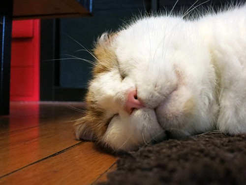Cat - Sleeping Cat