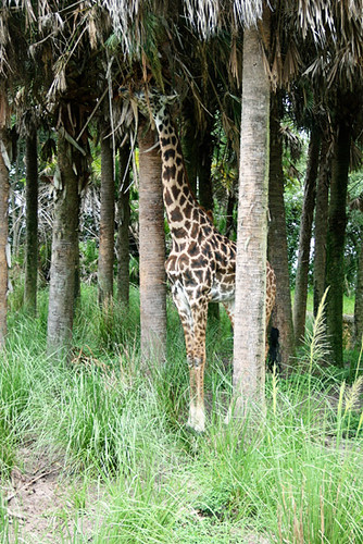 Safari_giraffes