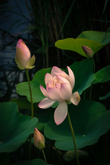 Lotus and Waterlily