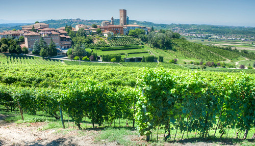 View of Barbaresco and their vines