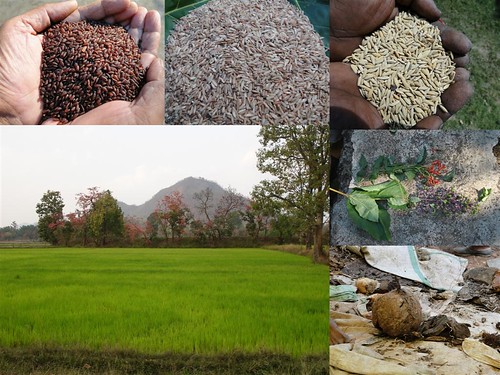Validated and Potential
Medicinal Rice Formulations for Diabetes mellitus Type 2 Complications and/with
Psoriasis (TH Group-206) from Pankaj Oudhia’s Medicinal Plant
Database