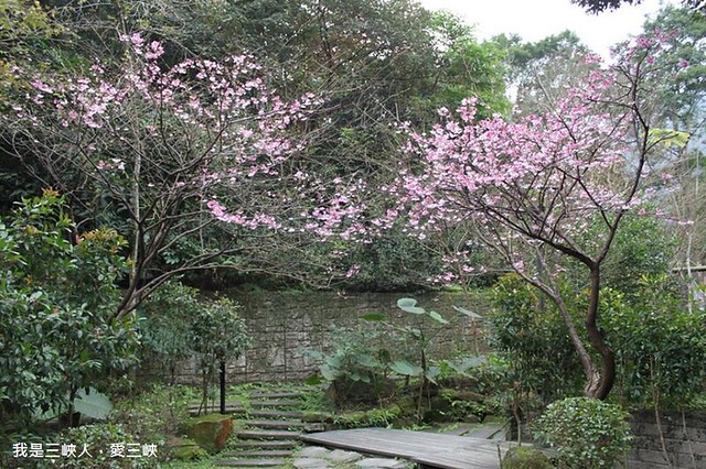 2014/1/20大板根森林渡假村園區內的櫻花也開始透露春天的氣息嘍