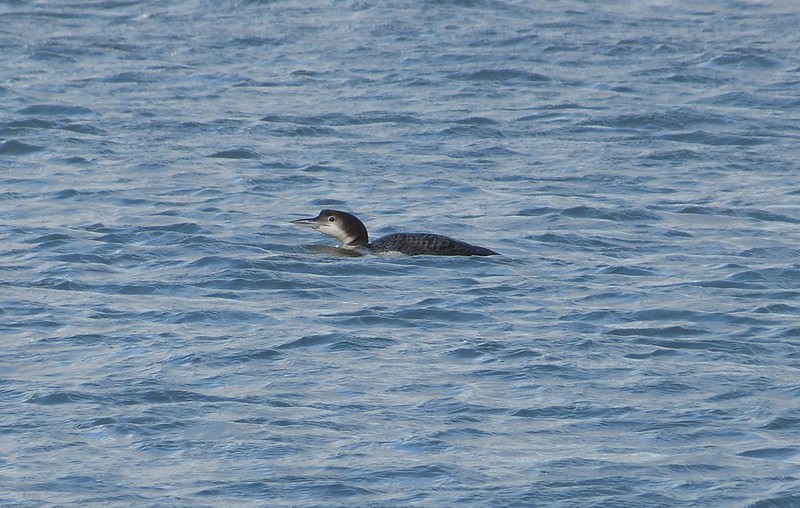 P1060832 - Great Northern Diver, Burry Port