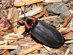 Beetles: Lampyridae
