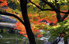 Japanese Gardens & maple spots in autumn　日本庭園と紅葉名所