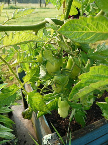 Plum tomatoes 2