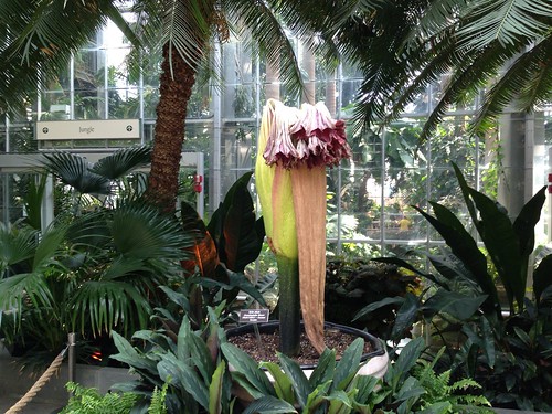 Wilted corpse flower