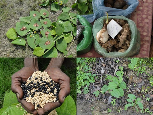 Medicinal Rice Formulations for Diabetes Complications, Heart and Kidney Diseases (TH Group-80) from Pankaj Oudhia’s Medicinal Plant Database by Pankaj Oudhia