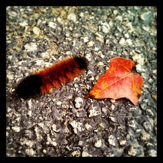 Good Morning Mr #WoollyBear #caterpillar #fall #leaf