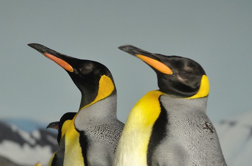 Penguins Kansas City Zoo