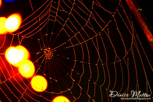 353: Spider webs