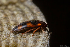 Coleoptera: Melandryidae of Finland