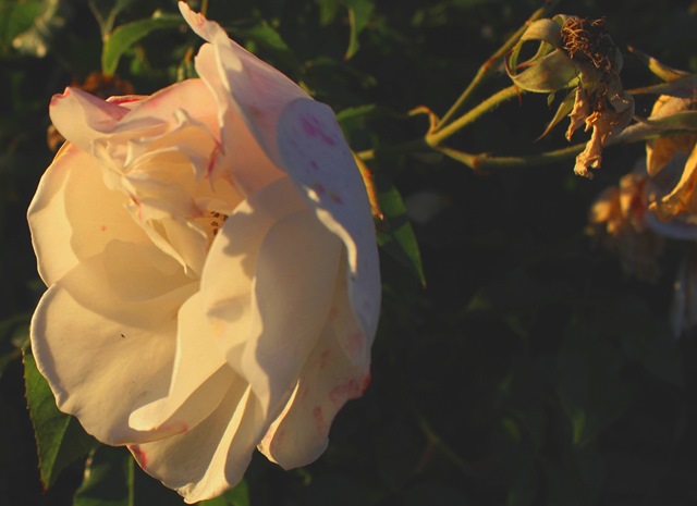Filtered Rose