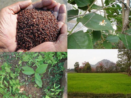 Validated and Potential Medicinal Rice Formulations for Herpes simplex and/with Diabetes mellitus Type 2 Complications (TH Group-244) from Pankaj Oudhia’s Medicinal Plant Database by Pankaj Oudhia
