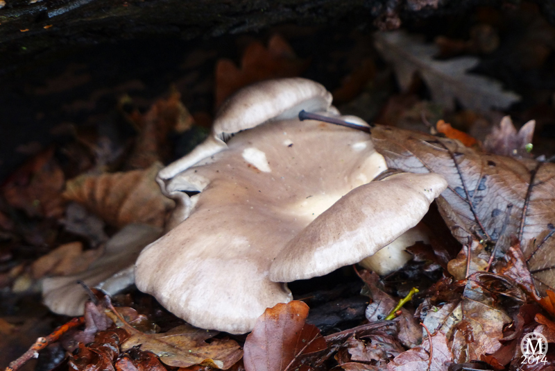 fungi-toadstools-mushrooms-bedfords-country-park-essex (9)