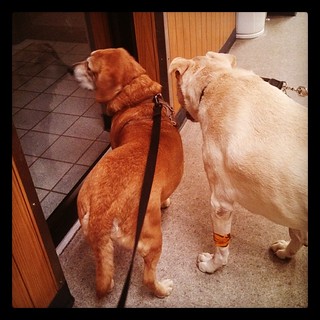 Reflecto dog followed Sophie to the vet!  #dogstagram #ilovemydogs #instadog #LetsGo