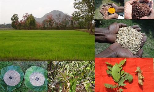 Validated and Potential Medicinal Rice Formulations for Hypertension (उच्च रक्तचाप) with Diabetes mellitus Type 2 (डायबीटीज) Complications (TH Group-326 special) from Pankaj Oudhia’s Medicinal Plant Database by Pankaj Oudhia
