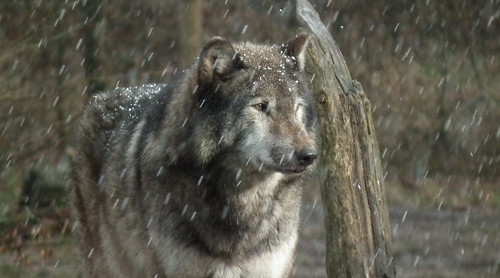 Dans les yeux du loup - Parc Animalier de Sainte-Croix (10) by Valerie Hukalo